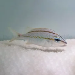 Haemulon flavolineatum | M
