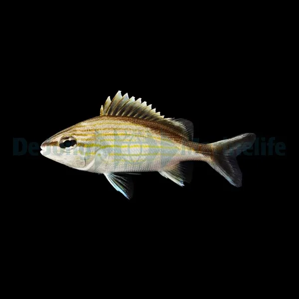 Haemulon melanurum | S