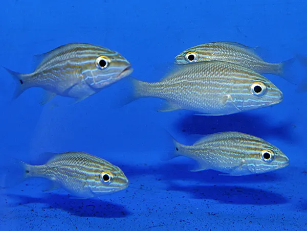 Haemulon plumierii | S