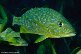 Haemulon sciurus | S
