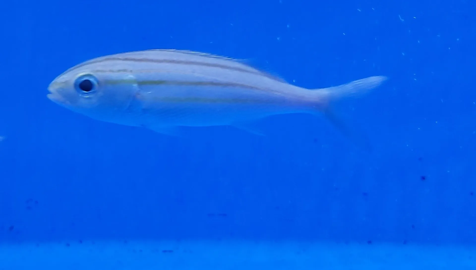 Haemulon striatum | M