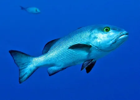 Lutjanus bohar | L