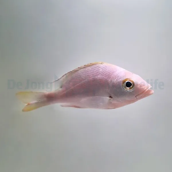 Lutjanus gibbus | M