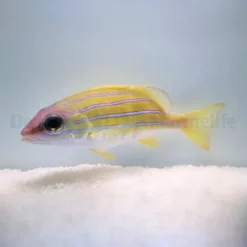 Lutjanus kasmira | S