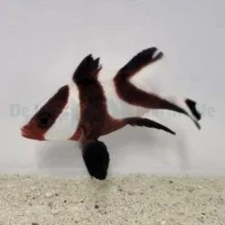 Lutjanus sebae | S
