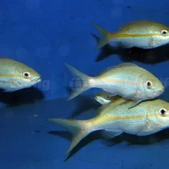 Ocyurus chrysurus | XL