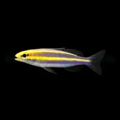 Pentapodus emeryii | M