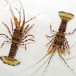 Panulirus femoristriga | S