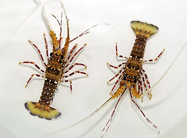 Panulirus femoristriga | S