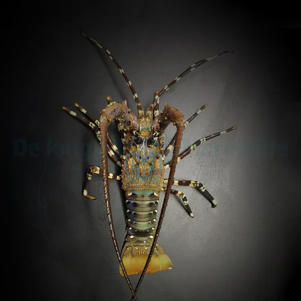 Panulirus ornatus | S