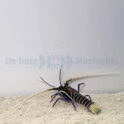 Panulirus versicolor | S