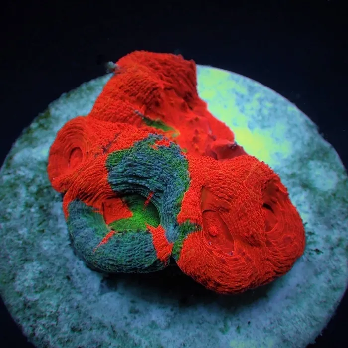 Acanthastrea bowerbanki (Bleeding Apple) | T