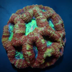 Acanthastrea bowerbanki (Premium) | M