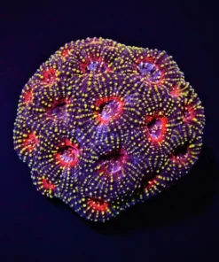 Acanthastrea echinata (Premium) | T