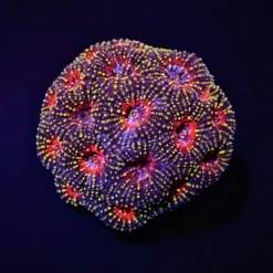 Acanthastrea echinata (Premium) | M
