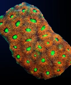Acanthastrea echinata (Ultra) | T