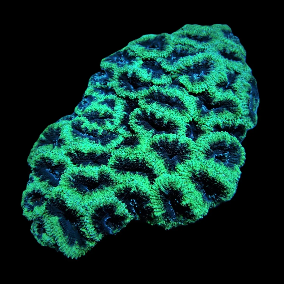 Acanthastrea lordhowensis (Green) | L