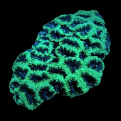 Acanthastrea lordhowensis (Green) | XXL