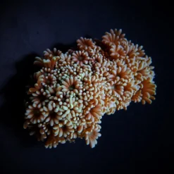 Alveopora spp. | XL