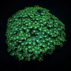 Alveopora spp. (Green) | T