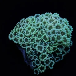 Alveopora spp. (Premium) | M