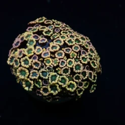 Alveopora spp. (Ultra) | L