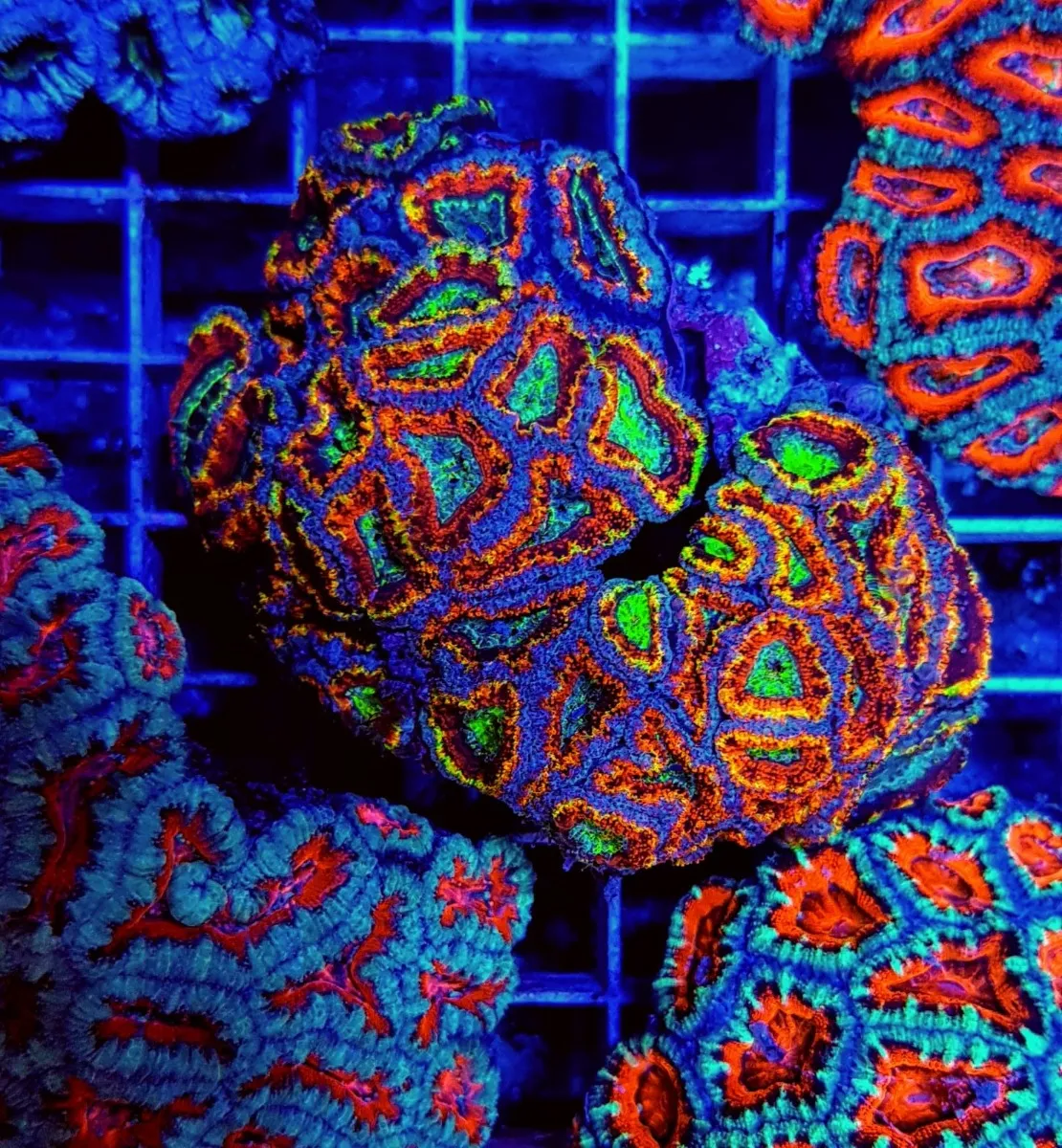 Acanthastrea lordhowensis (Ultra) | M