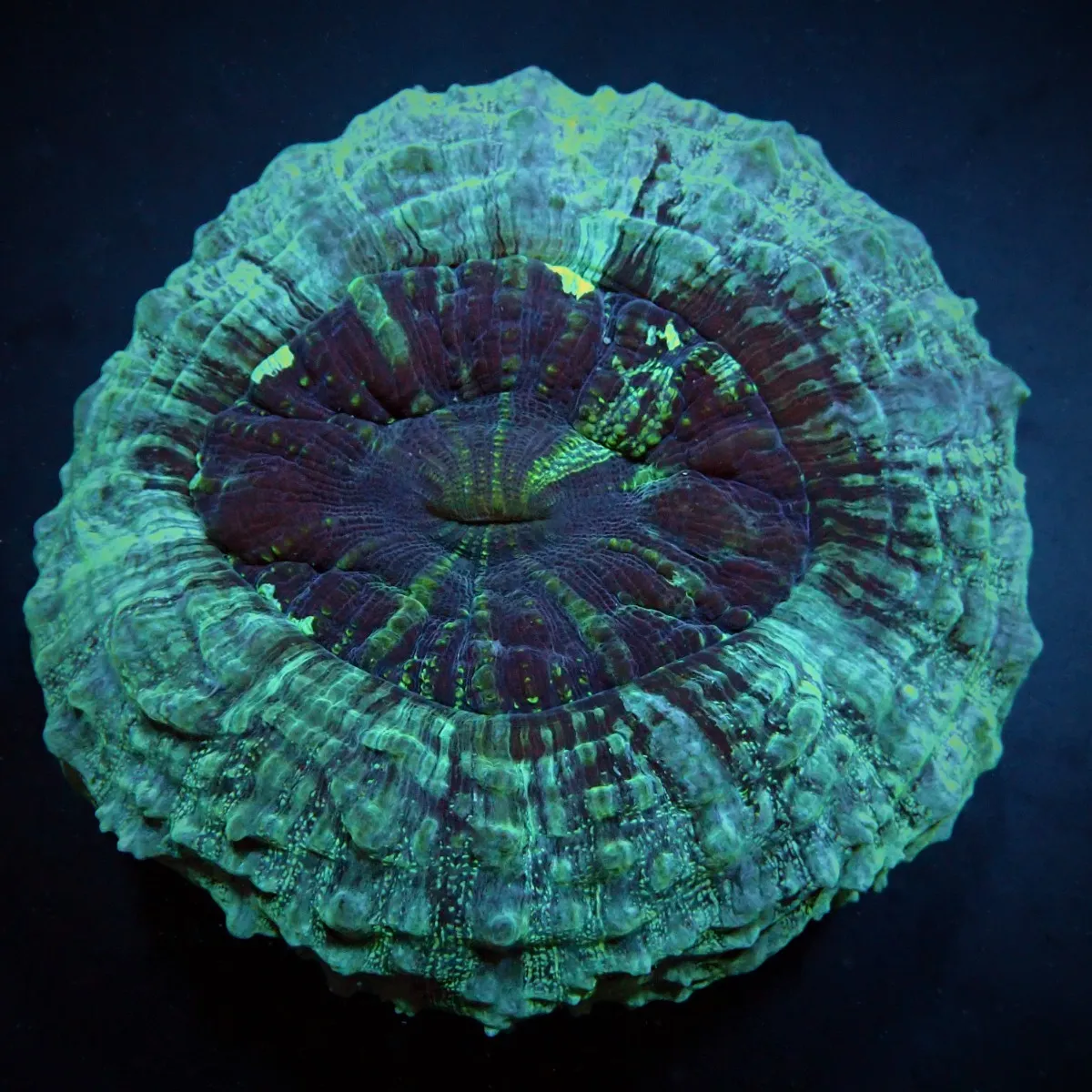 Acanthophyllia deshayesiana (Green) | XL