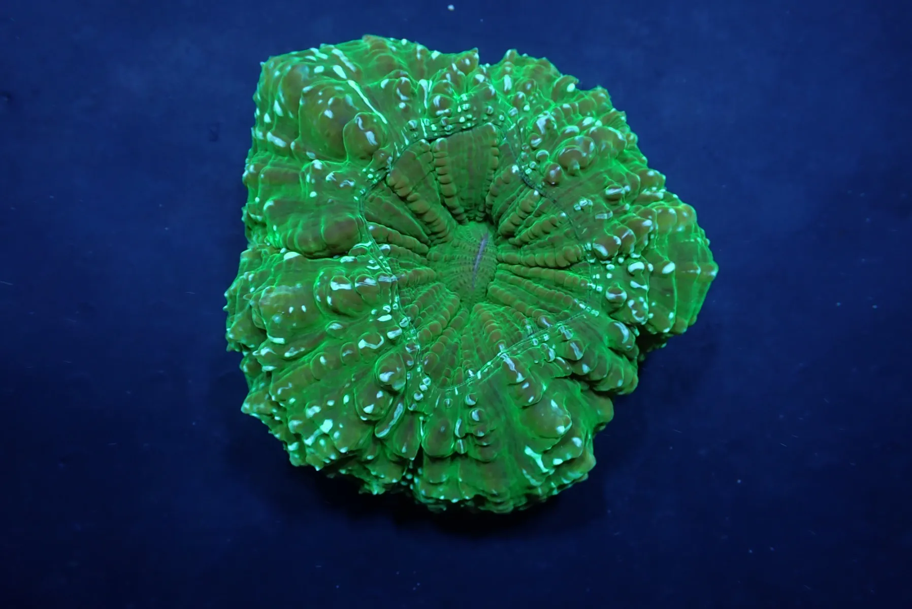 Acanthophyllia deshayesiana (Green) (Ultra) | M
