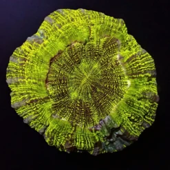 Acanthophyllia deshayesiana (Premium) | XL
