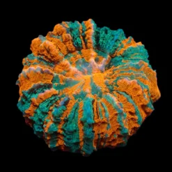 Acanthophyllia deshayesiana (Ultra) | L