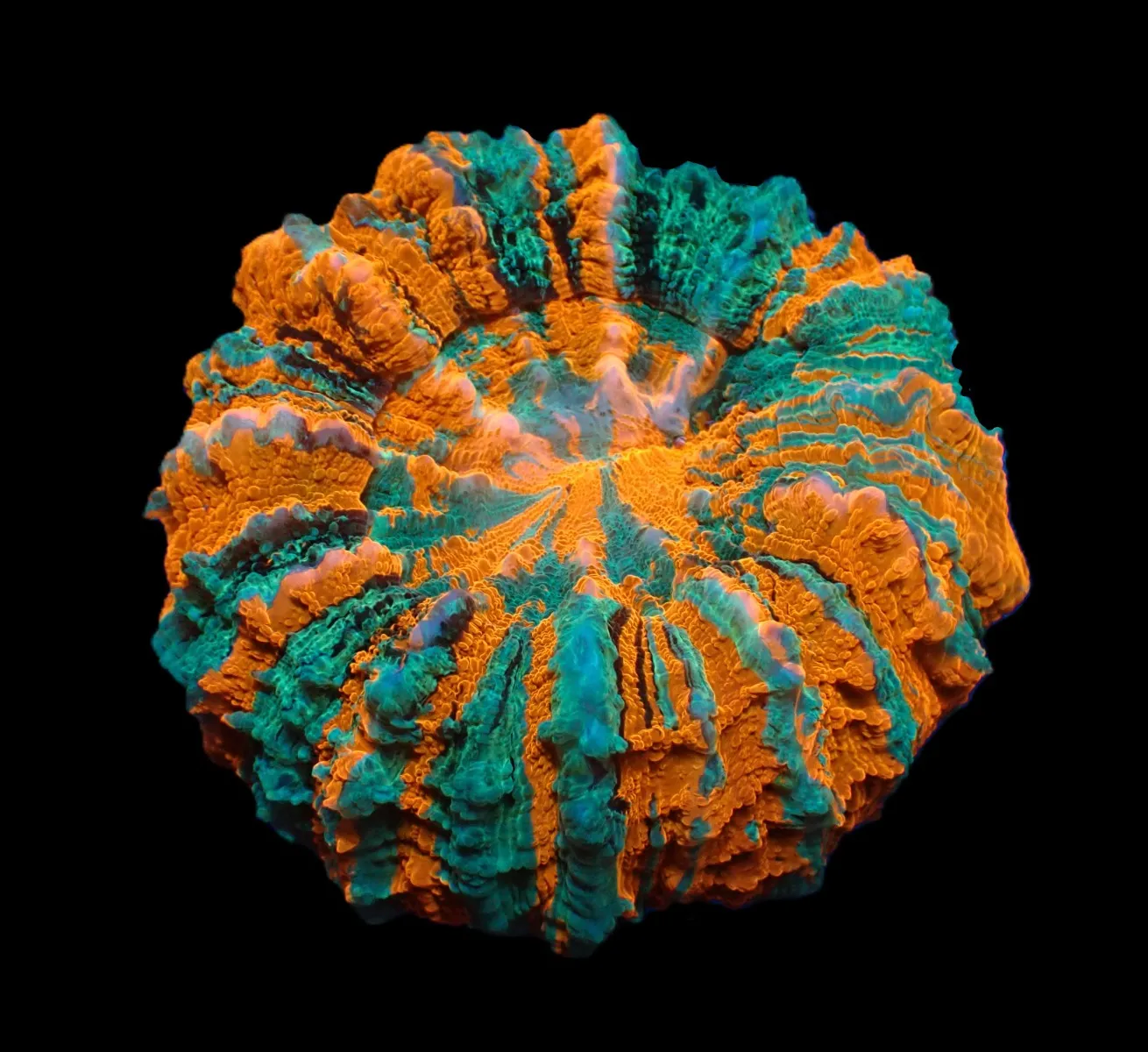 Acanthophyllia deshayesiana (Ultra) | XL
