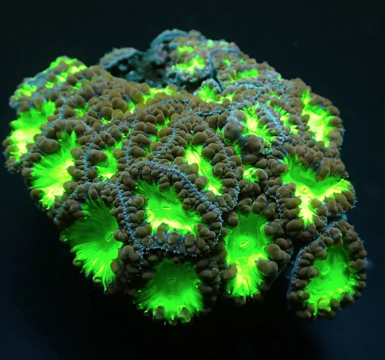 Blastomussa wellsi (Green) (4-5 hds.) | S
