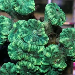 Caulastrea curvata  (Green) | T