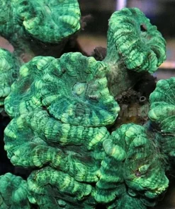 Caulastrea curvata  (Green) | L