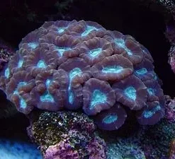 Caulastrea echinulata | L