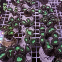 Caulastrea furcata | S