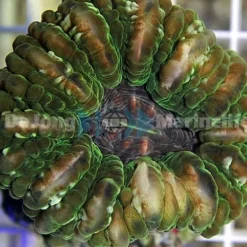 Cynarina lacrymalis (Green) | M