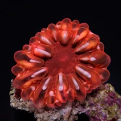 Cynarina lacrymalis (Red) | L