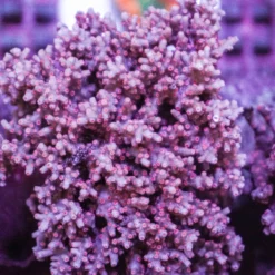 Cyphastrea decadia | S