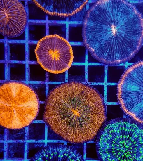 Cycloseris spp. (Premium) | S