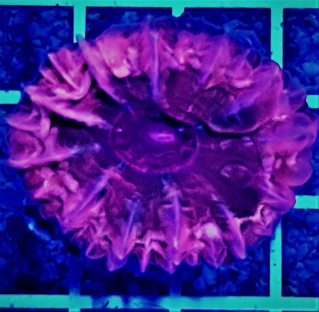 Cynarina spp. (Premium) | M