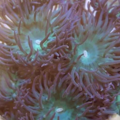 Duncanopsammia axifuga (3 polyps)