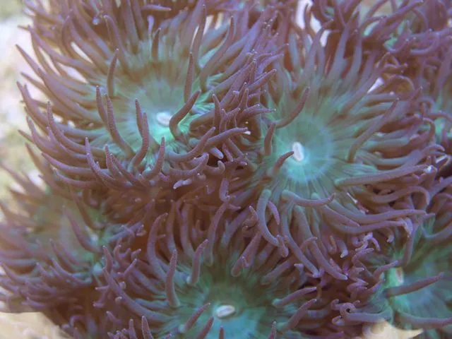 Duncanopsammia axifuga (3 polyps)