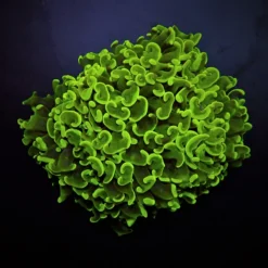 Euphyllia ancora (Green) (Premium) | M