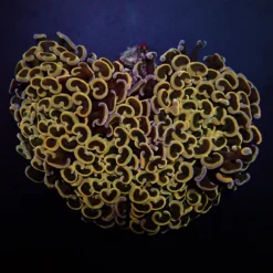 Euphyllia ancora (Orange-Yellow)