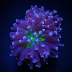 Euphyllia cristata (Joker)