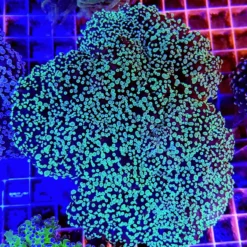 Euphyllia divisa (Green) | L