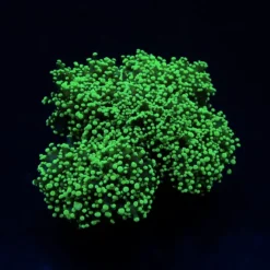 Euphyllia divisa (Green) (Premium) | L