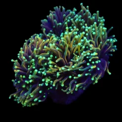 Euphyllia glabrescens (Dragon Soul) | M